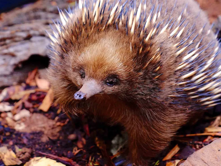 Close-up of echidna on the ground.