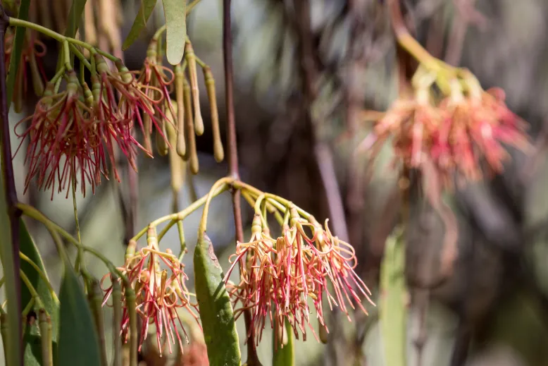 Red Australian mistletoe flowers and green leaves.