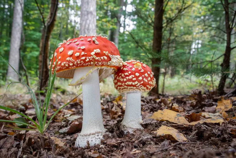 Two mushrooms with red hoods and white spots in the bush.