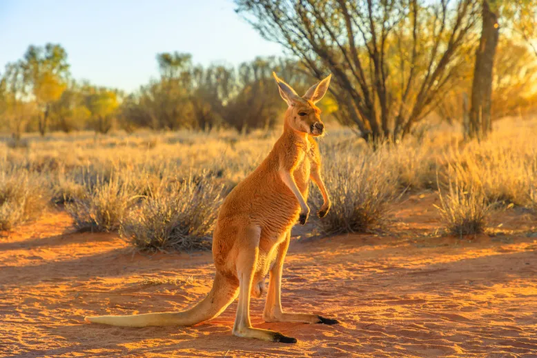 Red kangaroo standing on red dirt with shrubs and trees in background.