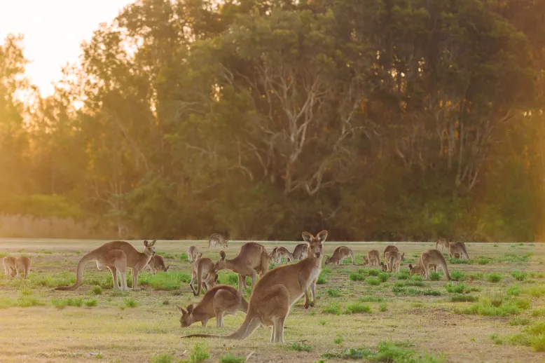 Kangaroos eating grass in a field.