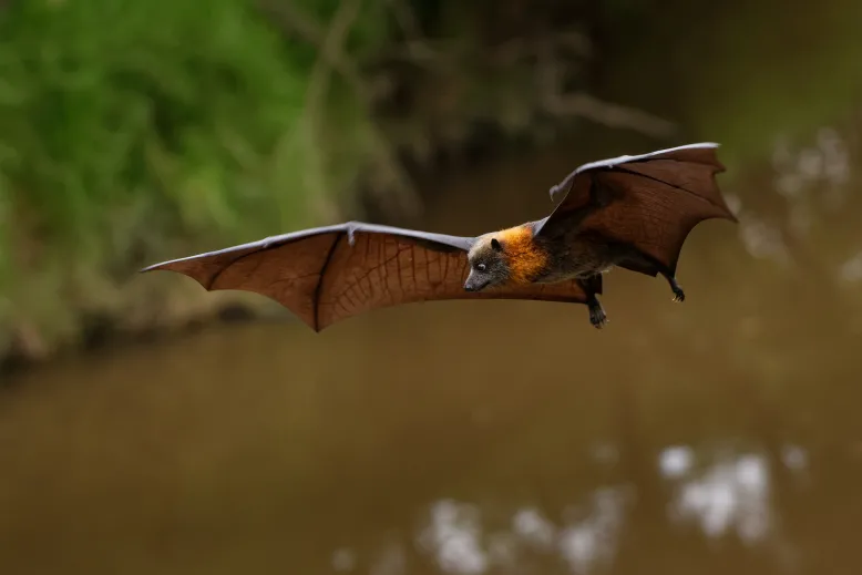 Flying fox flying over a river with grassy bank in background.