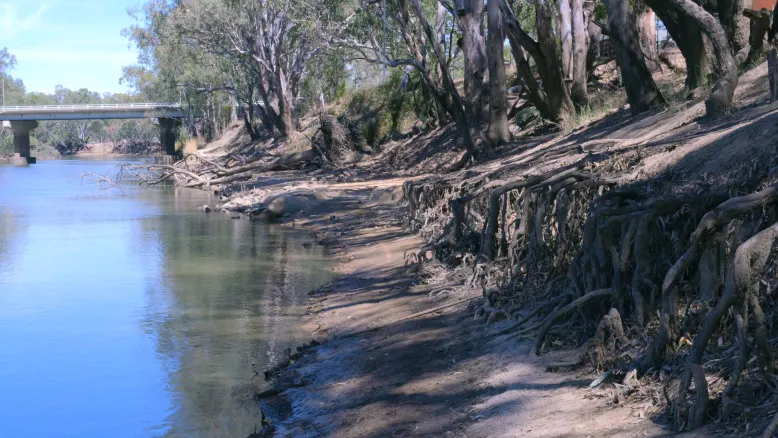 Exposed roots along the Murrumbidgee River demonstrating the effects of drought.