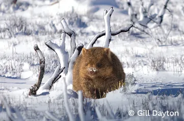 Wombat in the middle of a white snow field. It has a small dusting of snow on its snout.