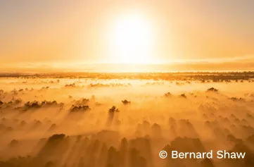 Yellow and orange sun rising into the sky. Trees in the foreground emerge from fog, casting shadows into the golden light.