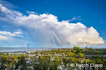 Colourful rainbow emerging from rain falling from a white cloud. The cloud sits in a bright blue sky above green mangroves and a rocky beach.