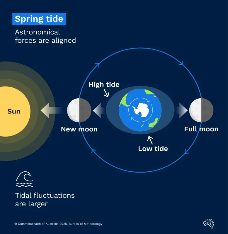 Diagram showing how astronomical forces align to create spring tides.